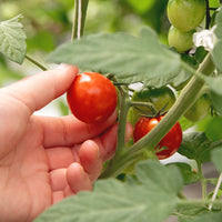 Blake Hill Fresh Tomato Savory Jam (5.4oz)